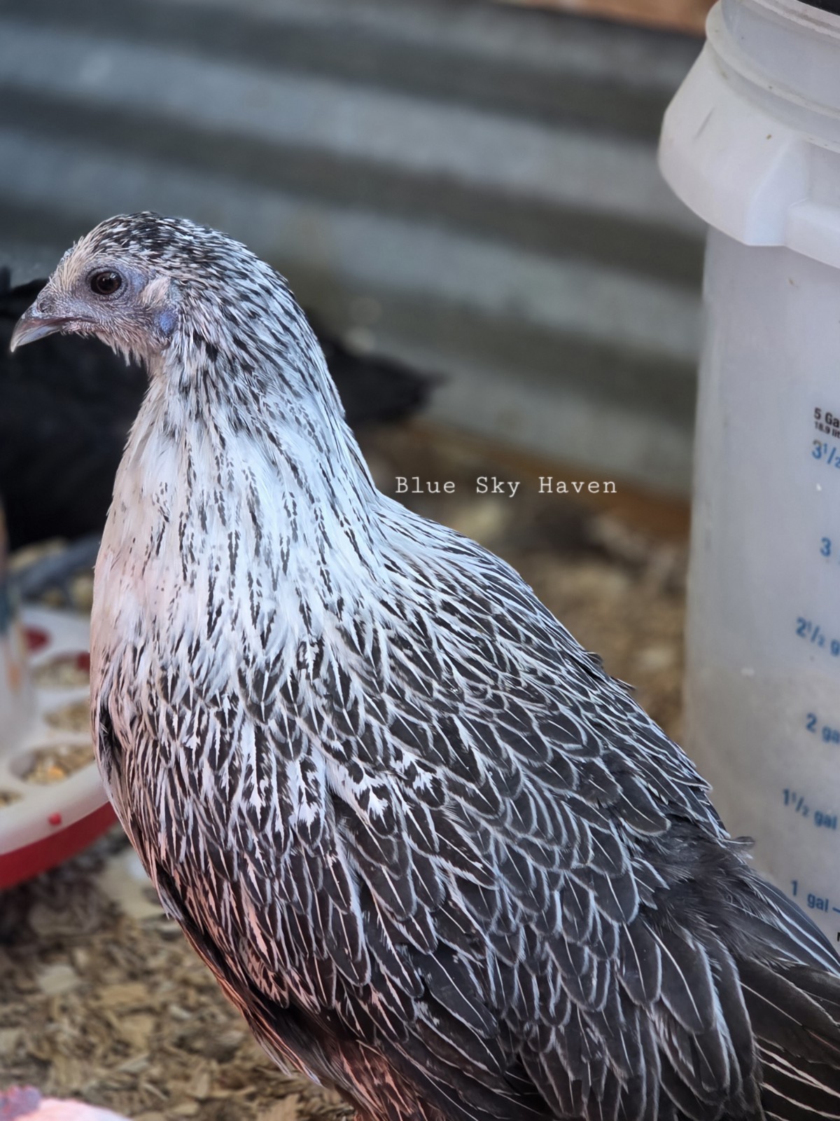 🔥RARE 12+ Hmong Hatching Eggs🔥 Original Laos Import - Pure Lines -