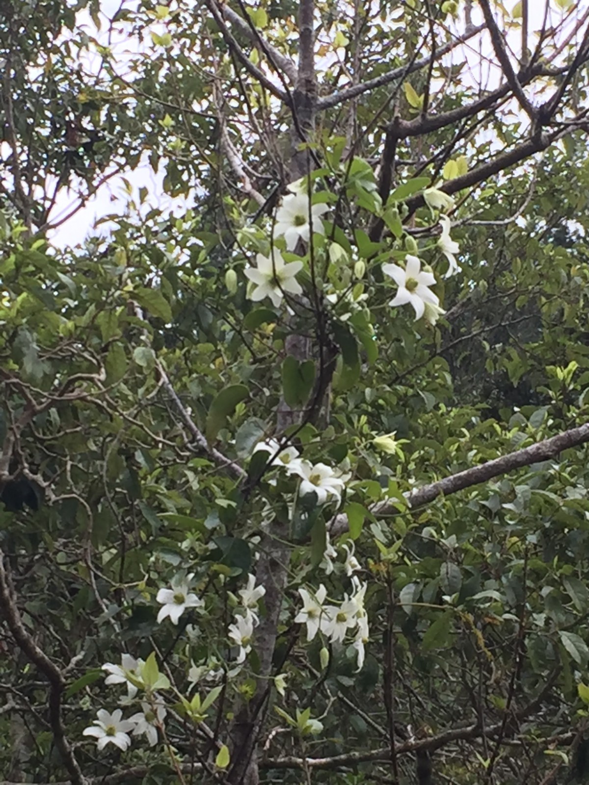 Clematis paniculata - 50 seeds - Puawhananga - germination tested