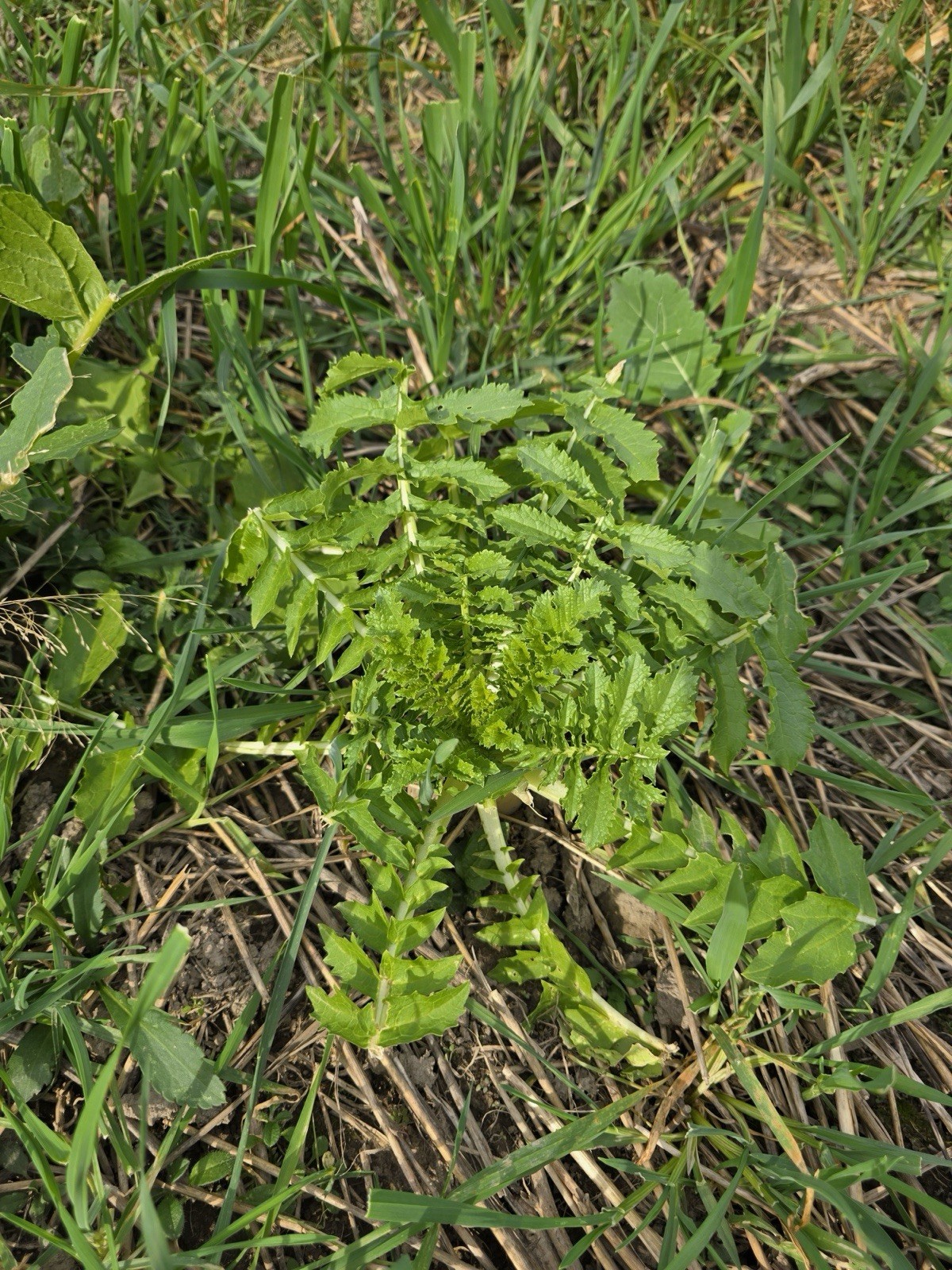 Annual Fall Food Plot Mix