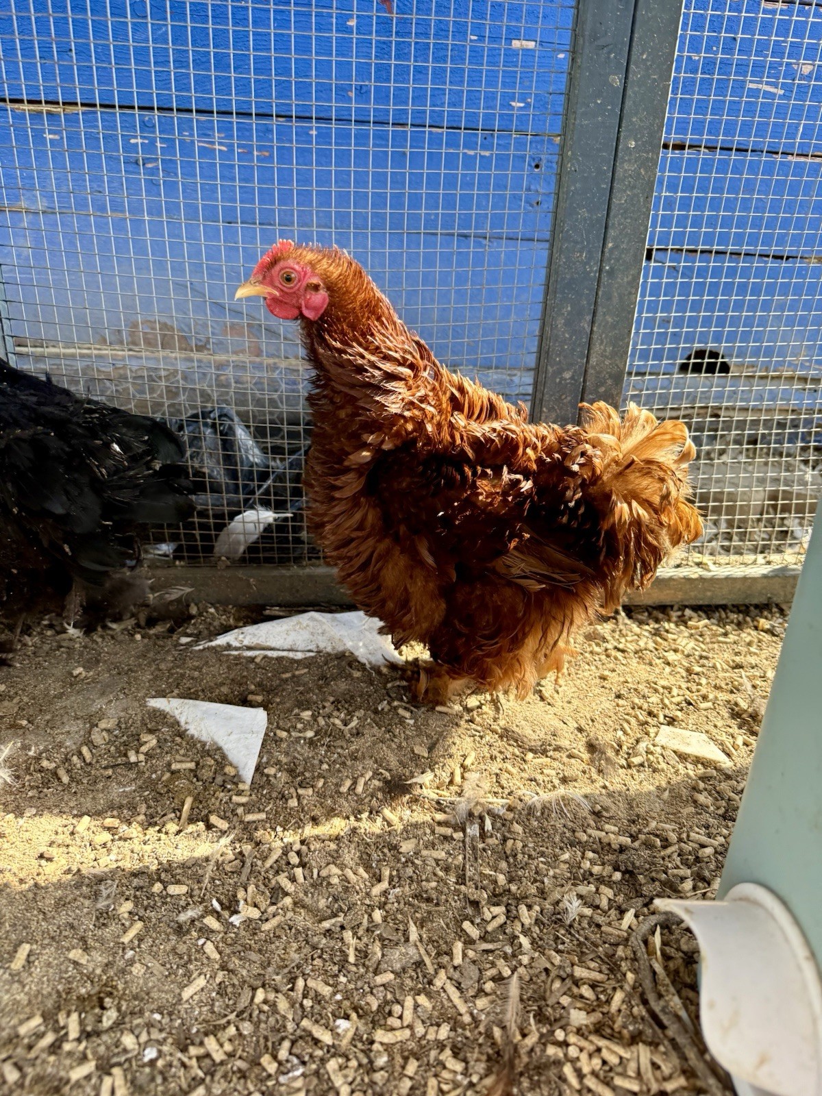 15+ Fertile Chicken Hatching Eggs