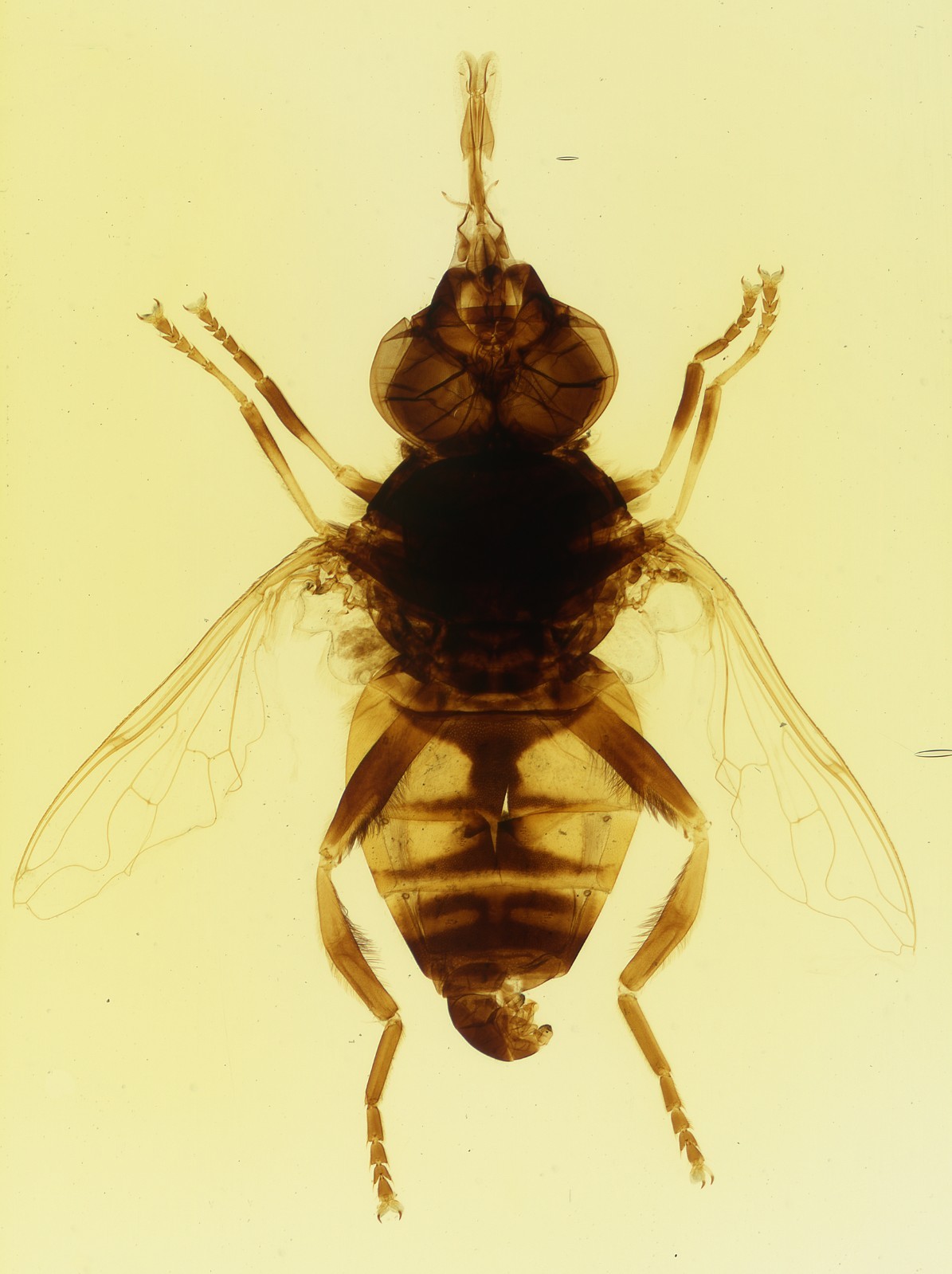 Antique Microscope slide - Clarke & Page - Hover Fly , Insect, Entomology