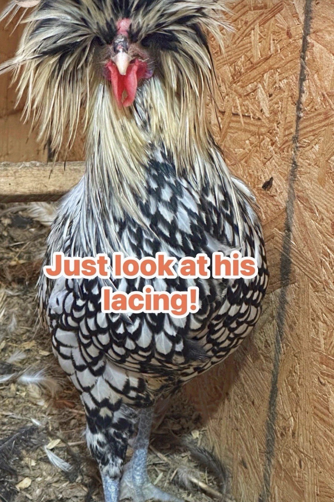 6 Polish Chicken Hatching Eggs (NPIP Certified)