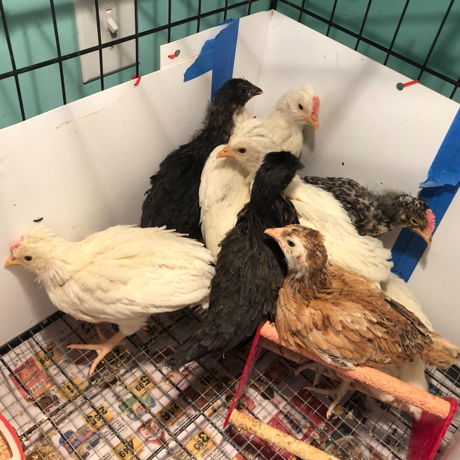 11+ Fertile Chicken Hatching Eggs BarnyardMix/Crested/Easter/Rare Breed Possible