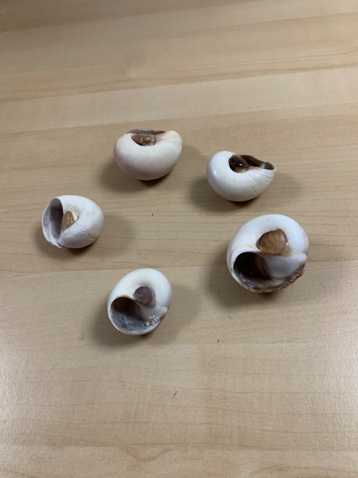 Hermit Crab Shells Lot of 5 Shark Eye Shells