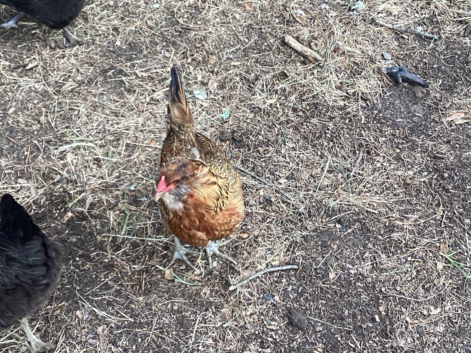 12+1 Backyard Mixed Chicken Hatching Eggs Mixed Breeds