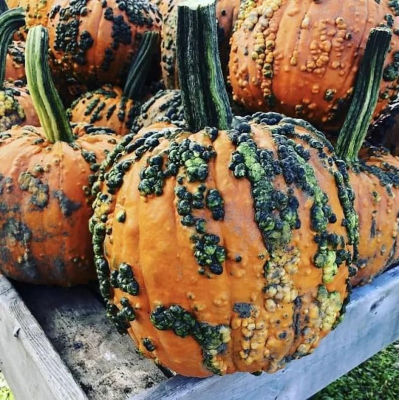 10 Warty Goblin Pumpkin Seeds. Organic. USA Seeds. Ships free