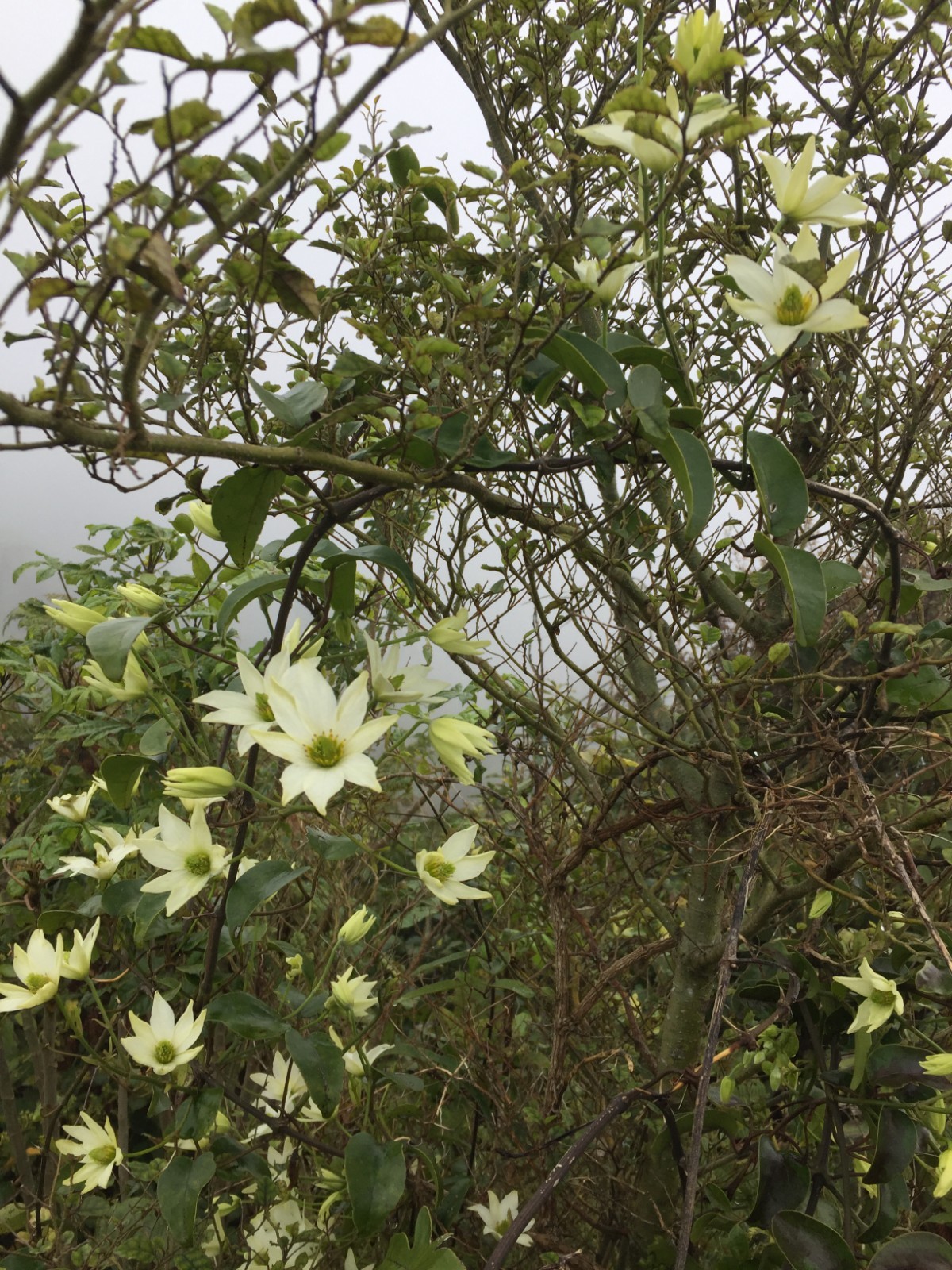 Clematis paniculata - 50 seeds - Puawhananga - germination tested