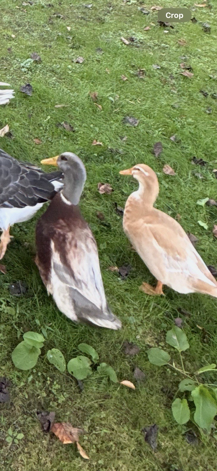 ⭐️Saxony Duck Hatching Eggs (Fertile!!) 6+ Ready To Ship!!
