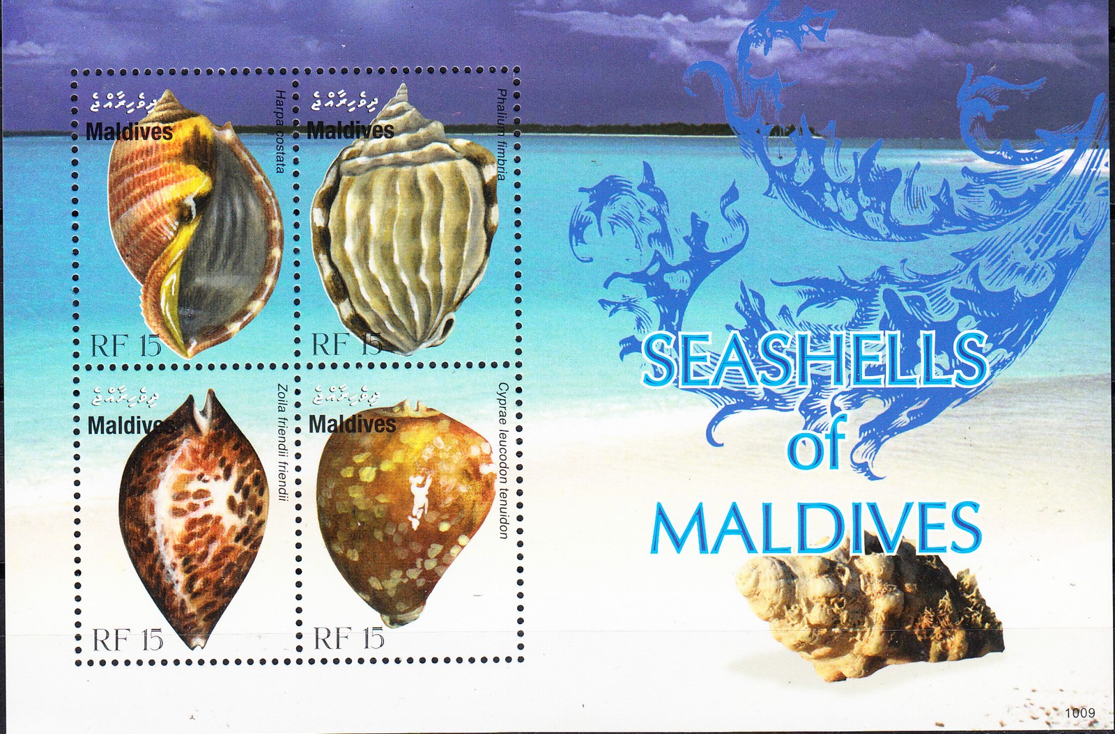 W MALDIVES 3000 SEASHELLS