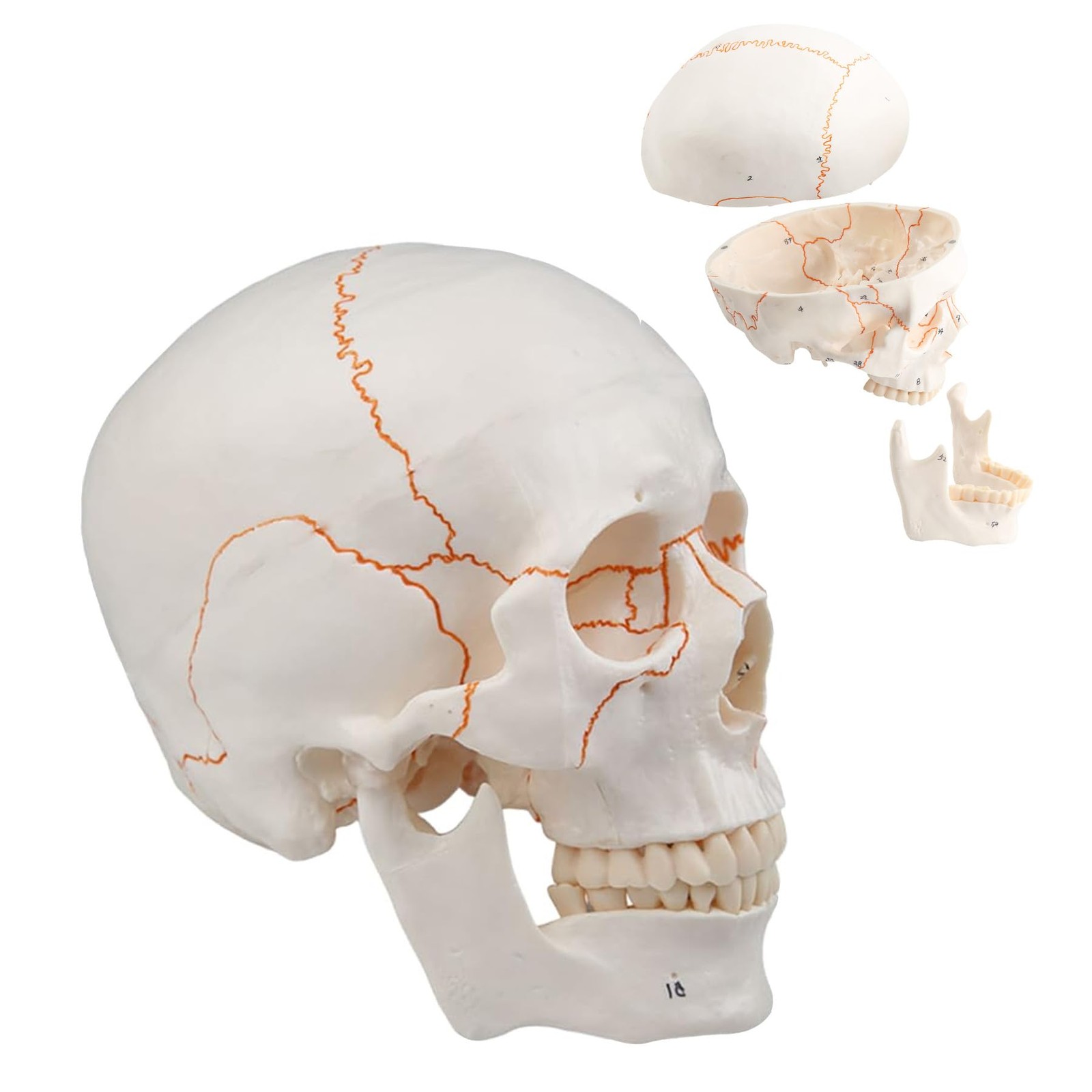Numbered Human Skull Model 3 Parts Comes with 55 Numbered Painted Stitching L...