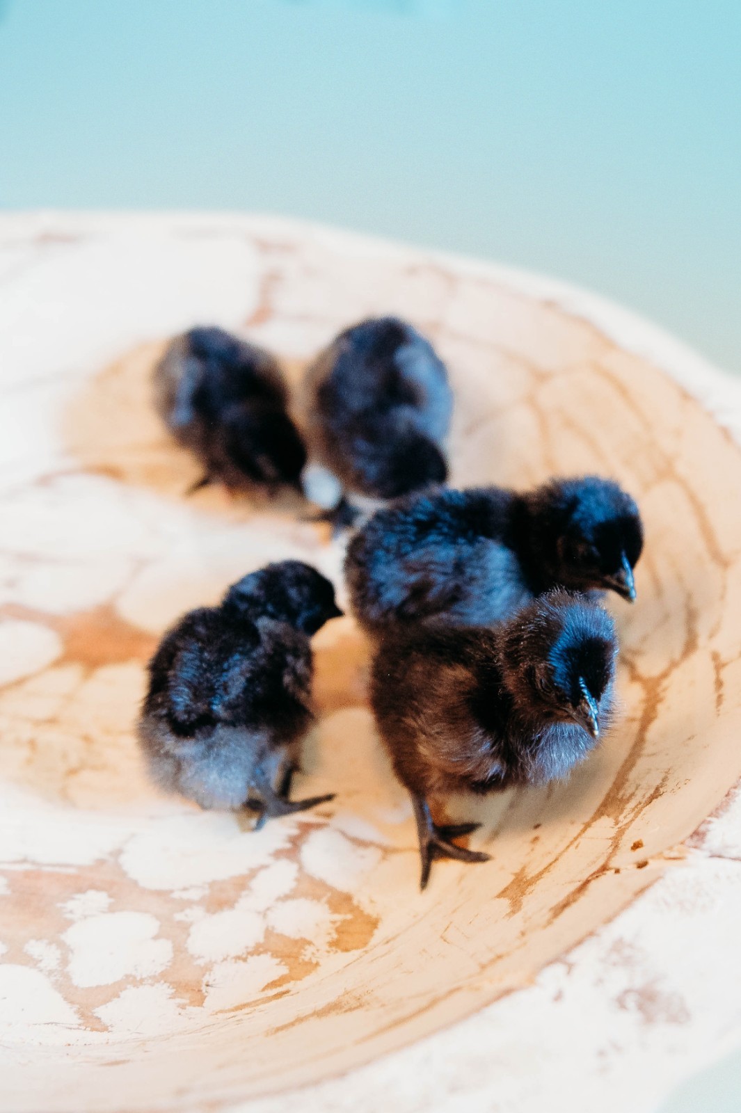 5 + 1 FREE Ayam Cemani Chicken Hatching Eggs | Happy Hatching!