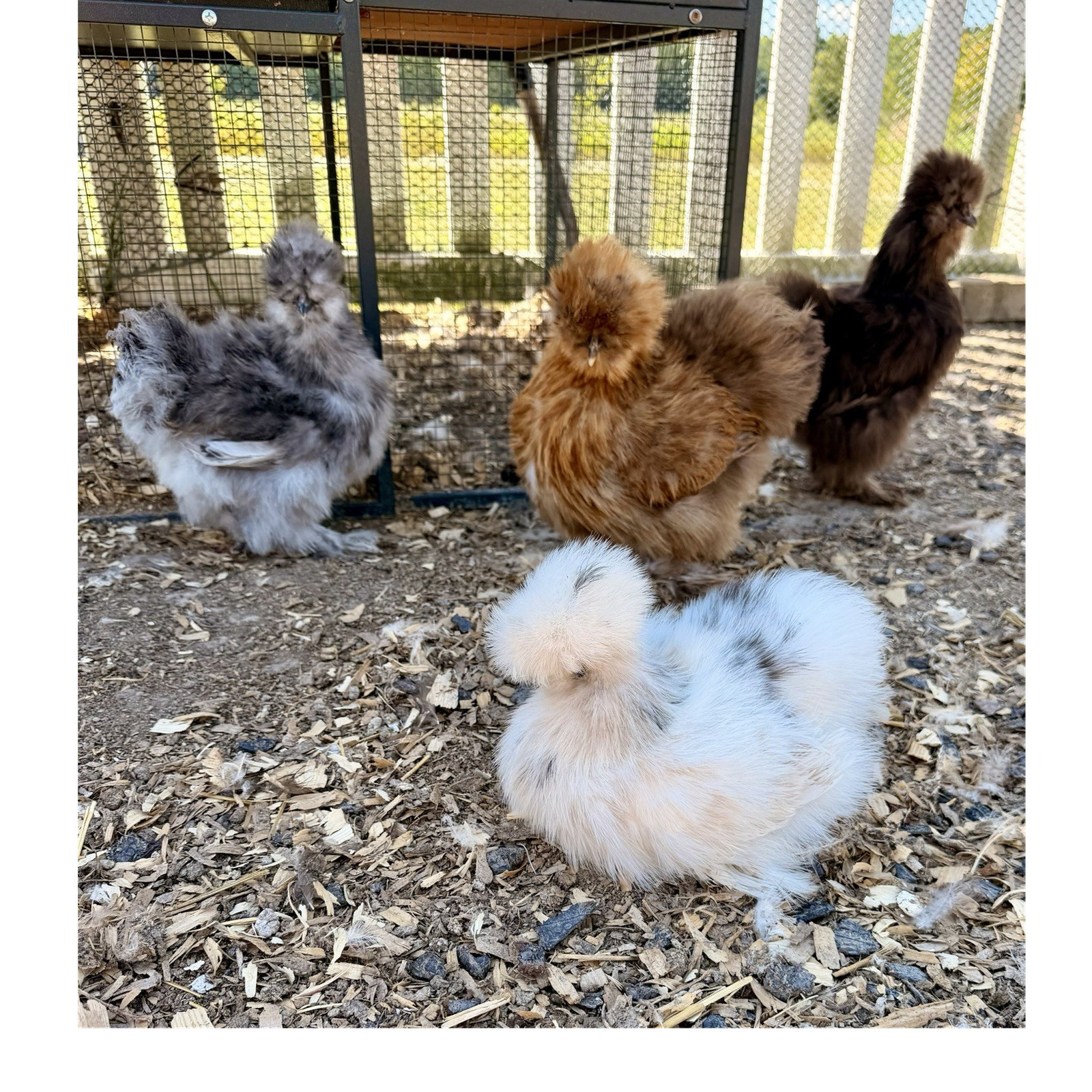 Silkie Chicken Hatching Eggs