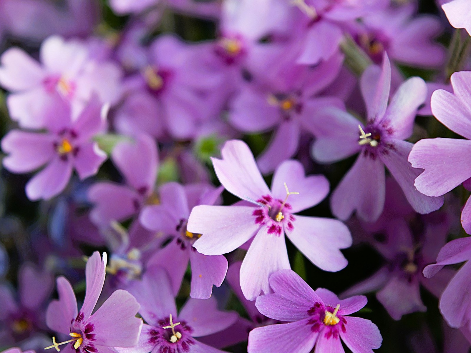 Live Purple Beauty CREEPING PHLOX Plant + SUBULATA - [Pint Pot] - Groundcover
