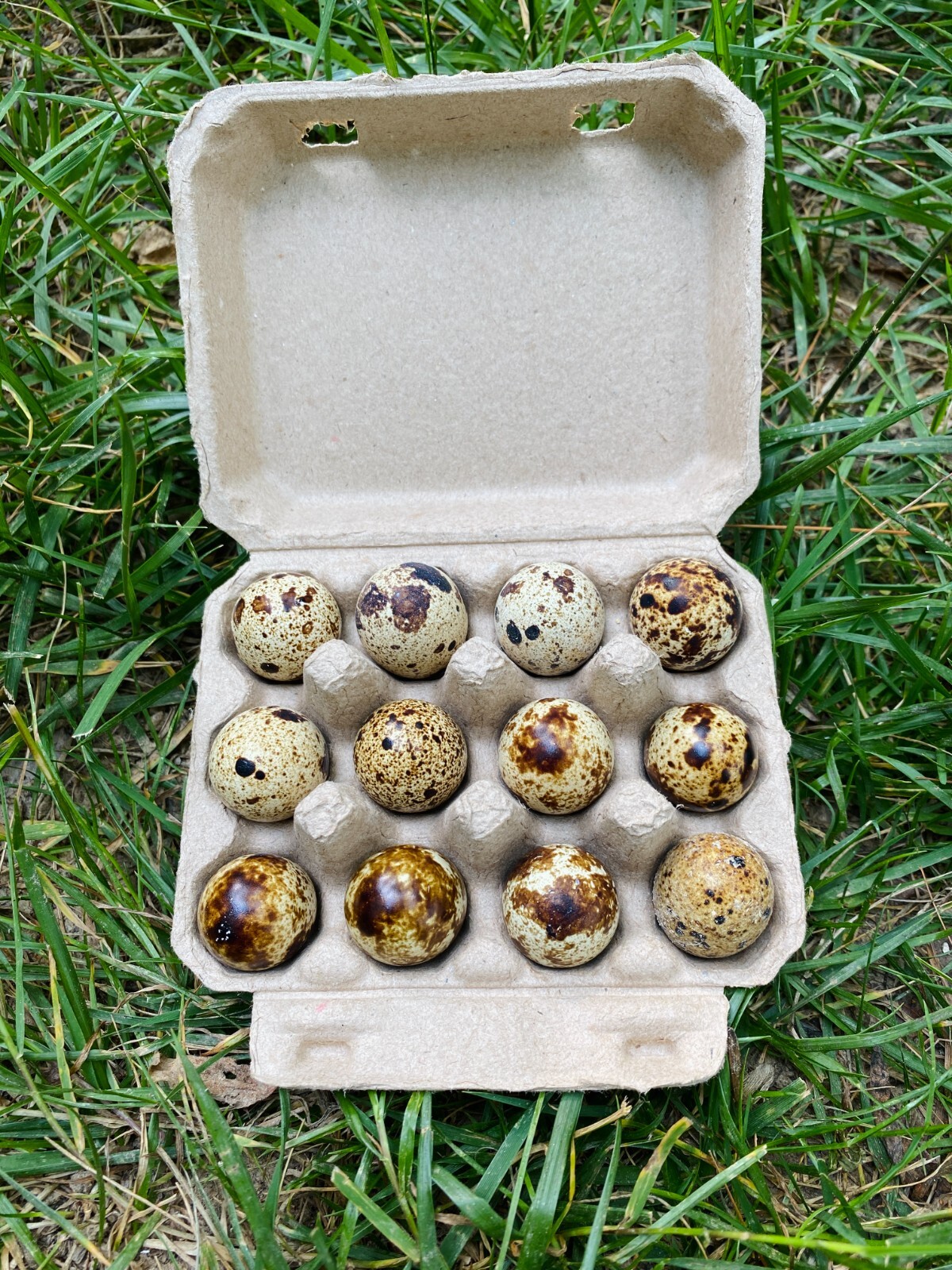 10PC Paper Pulp Quail Egg Cartons 1 dozen Recycled 12 eggs Free Shipping