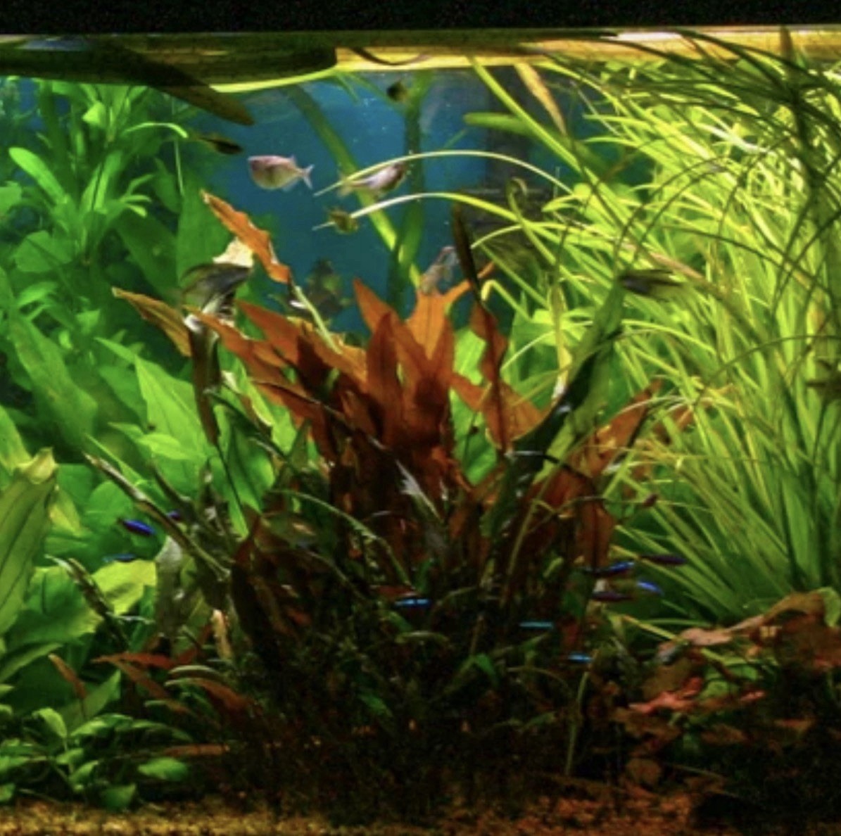 Buy 2 Get 1 FREE - Cryptocoryne wendtii 'Mi Oya' - Live Plants