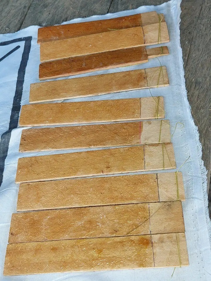 Fresh double sided Sapo sticks harvested gently by Amazonian natives