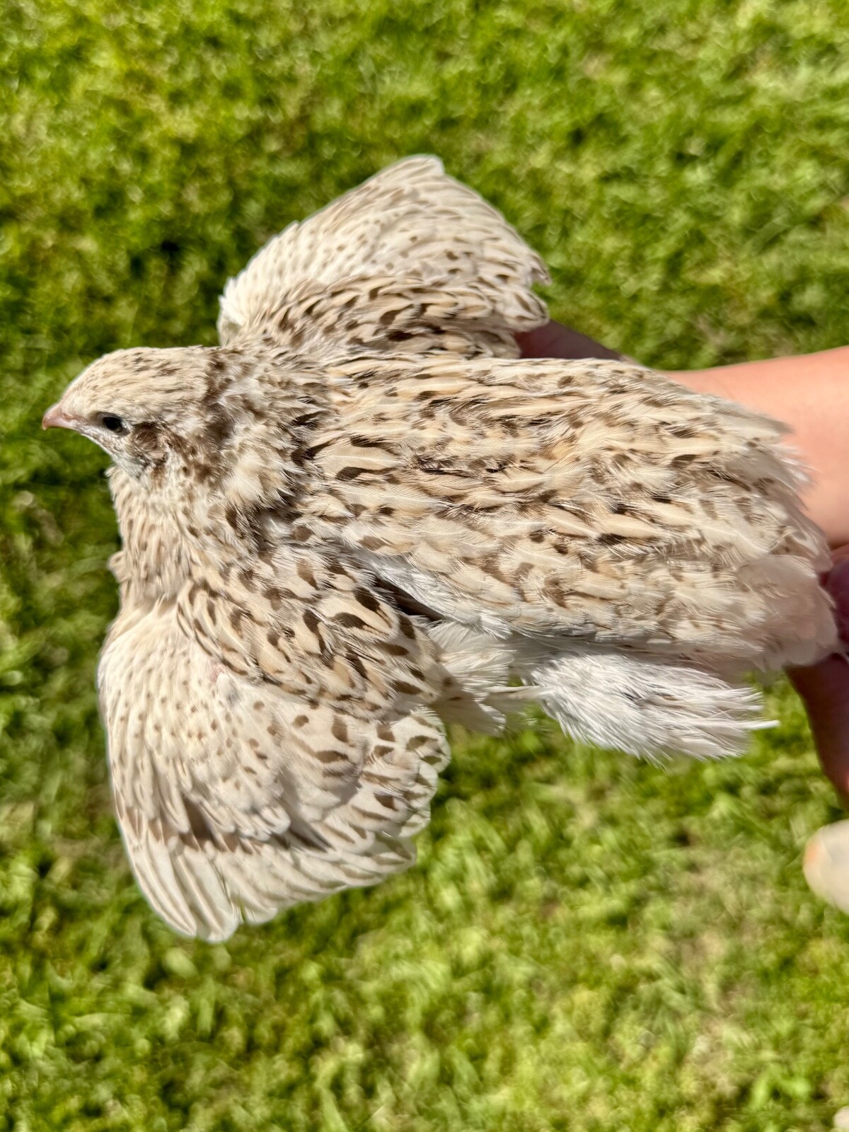50+ RARE COLORS Coturnix Quail Hatching Eggs NPIP AI Free
