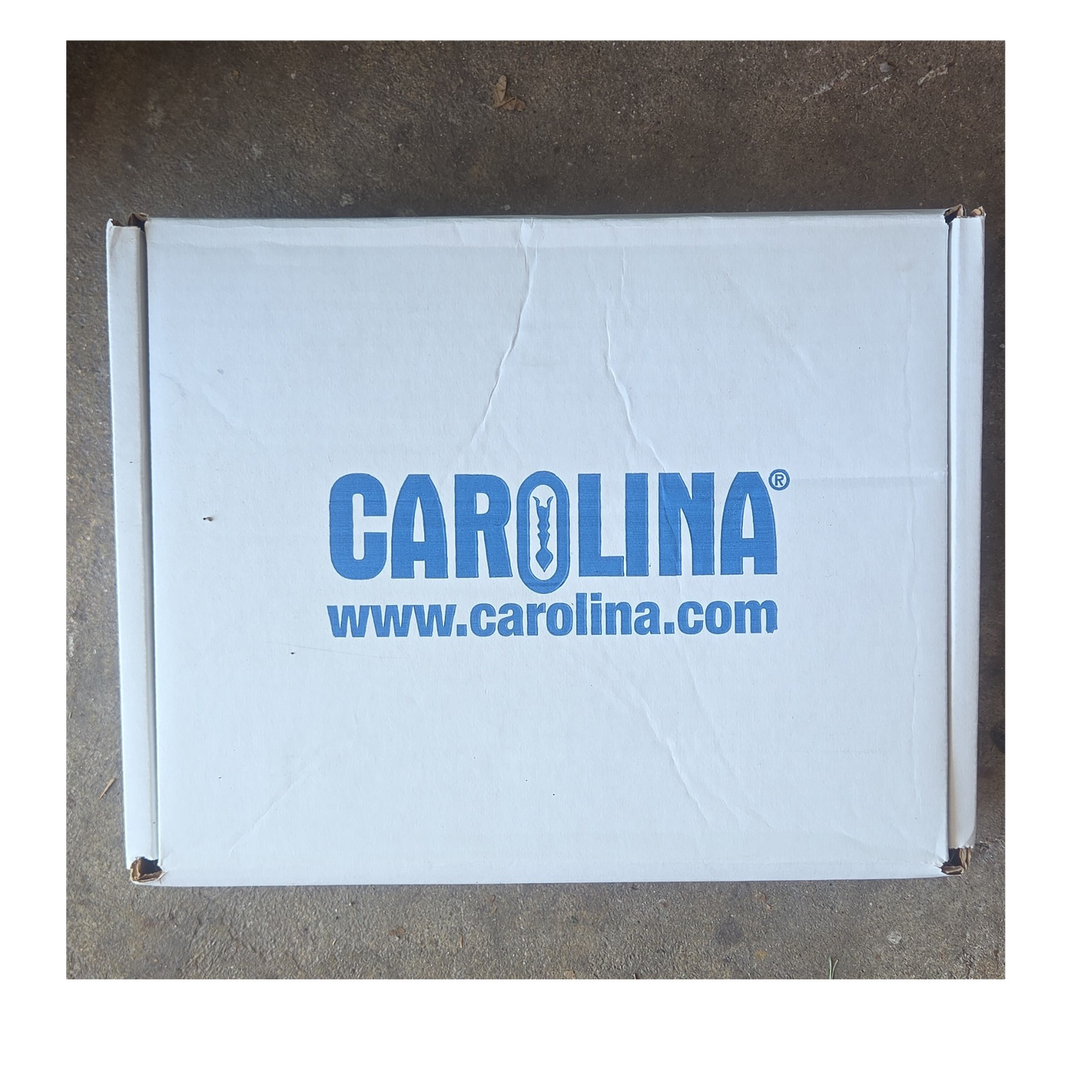 Carolina Young Scientist Dissection Kit Earthworm Grasshopper Crayfish