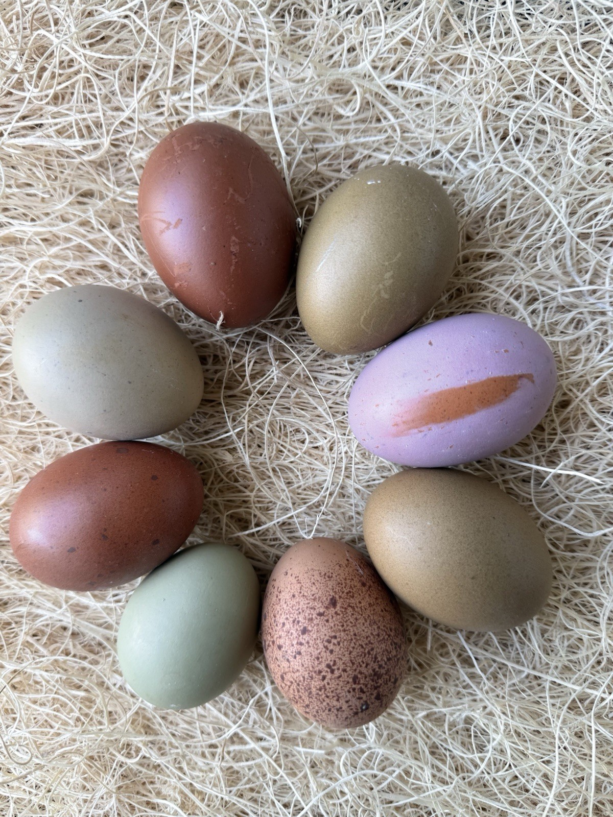 12+ Rainbow Hatching Eggs | Dark, Speckles, Olives, Blooms • NPIP