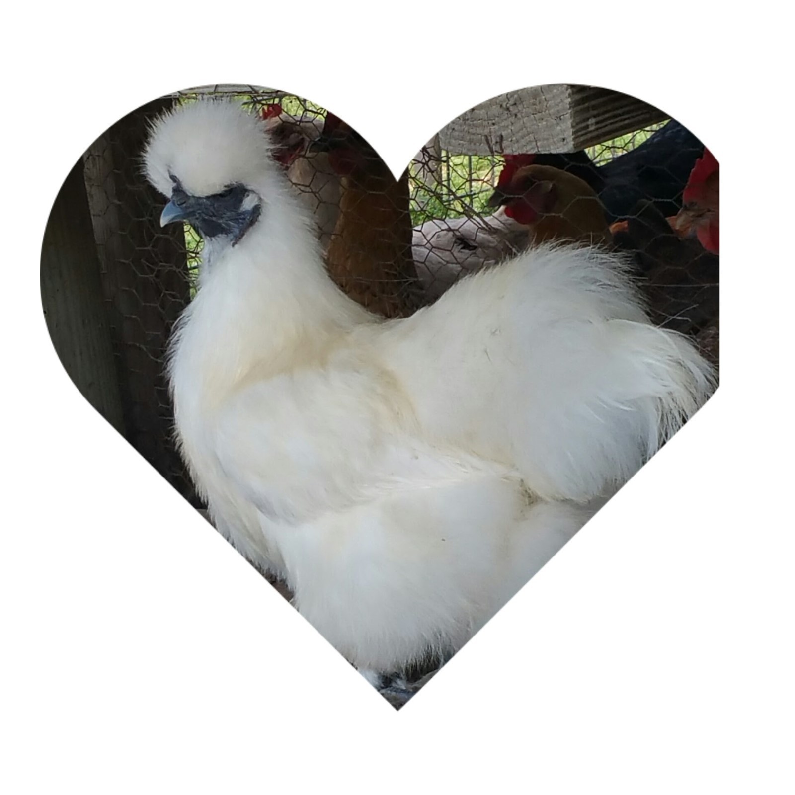 6 PURE WHITE SILKIE FERTILE HATCHING EGGS - Free UPS Ground