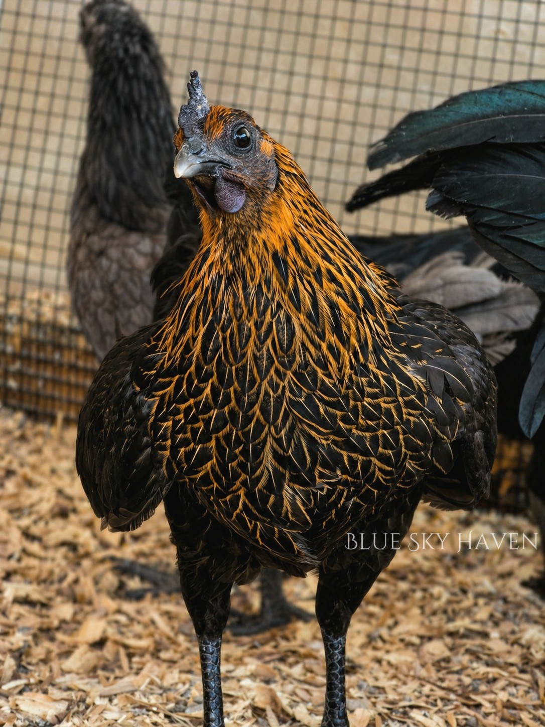 🔥RARE 12+ Hmong Hatching Eggs🔥 Original Laos Import - Pure Lines -