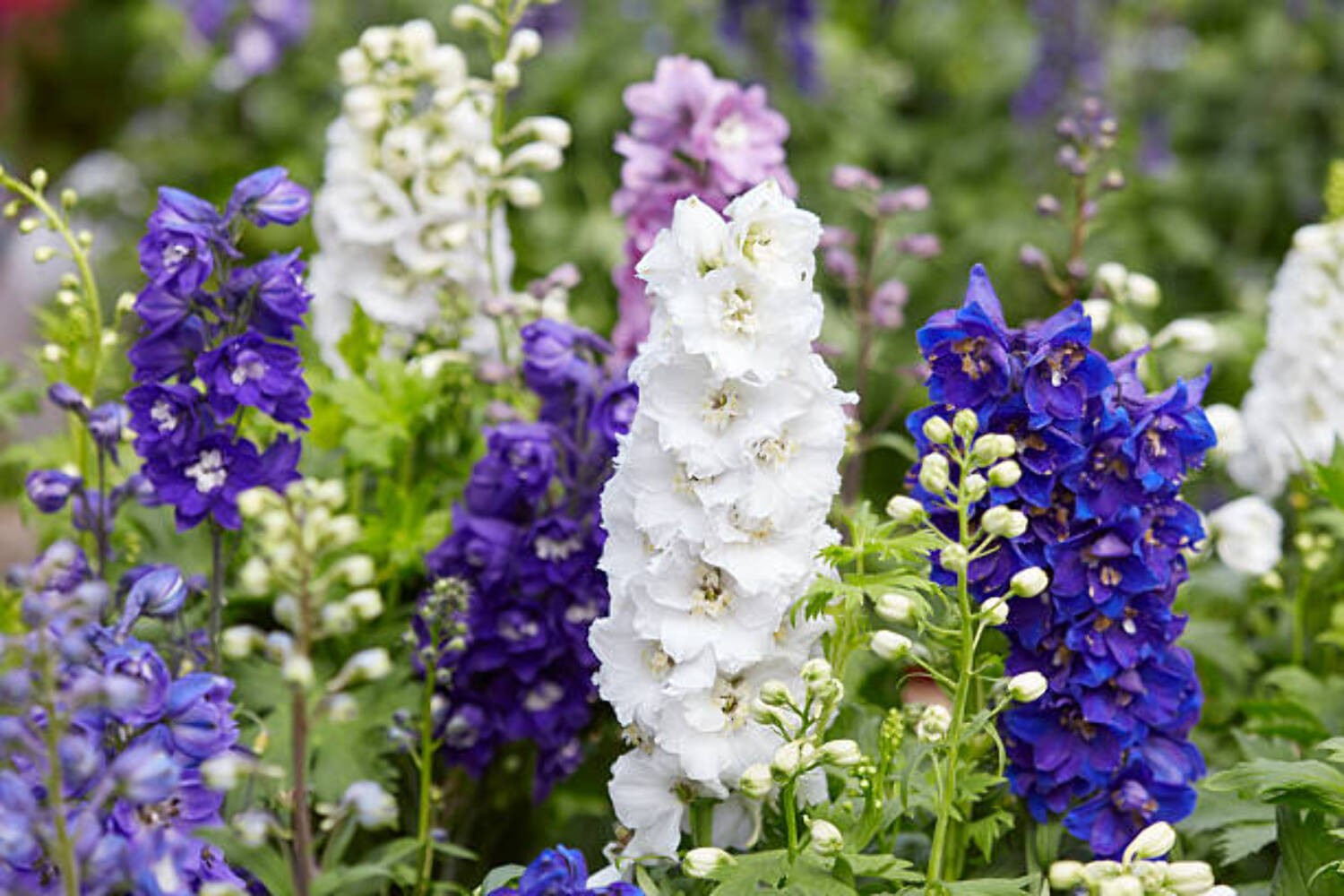 100 IMPERIAL ROCKET LARKSPUR SEED MIX |2026 SALE FREE SHIPPING NON GMO HEIRLOOM