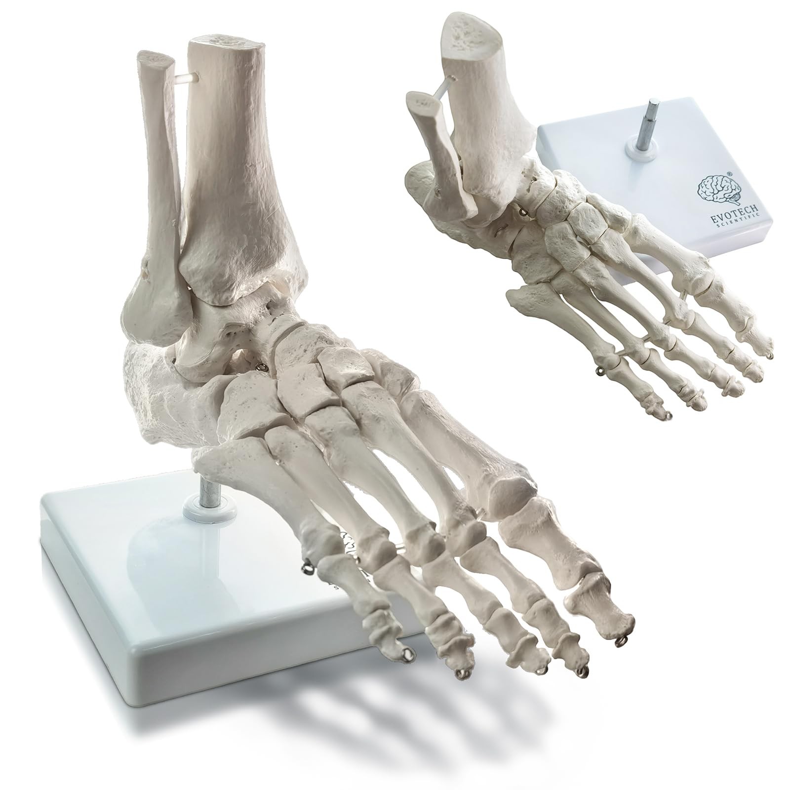 Human Foot and Ankle Model, Life Size Medical Anatomy Foot Skeleton Model W/Tibi