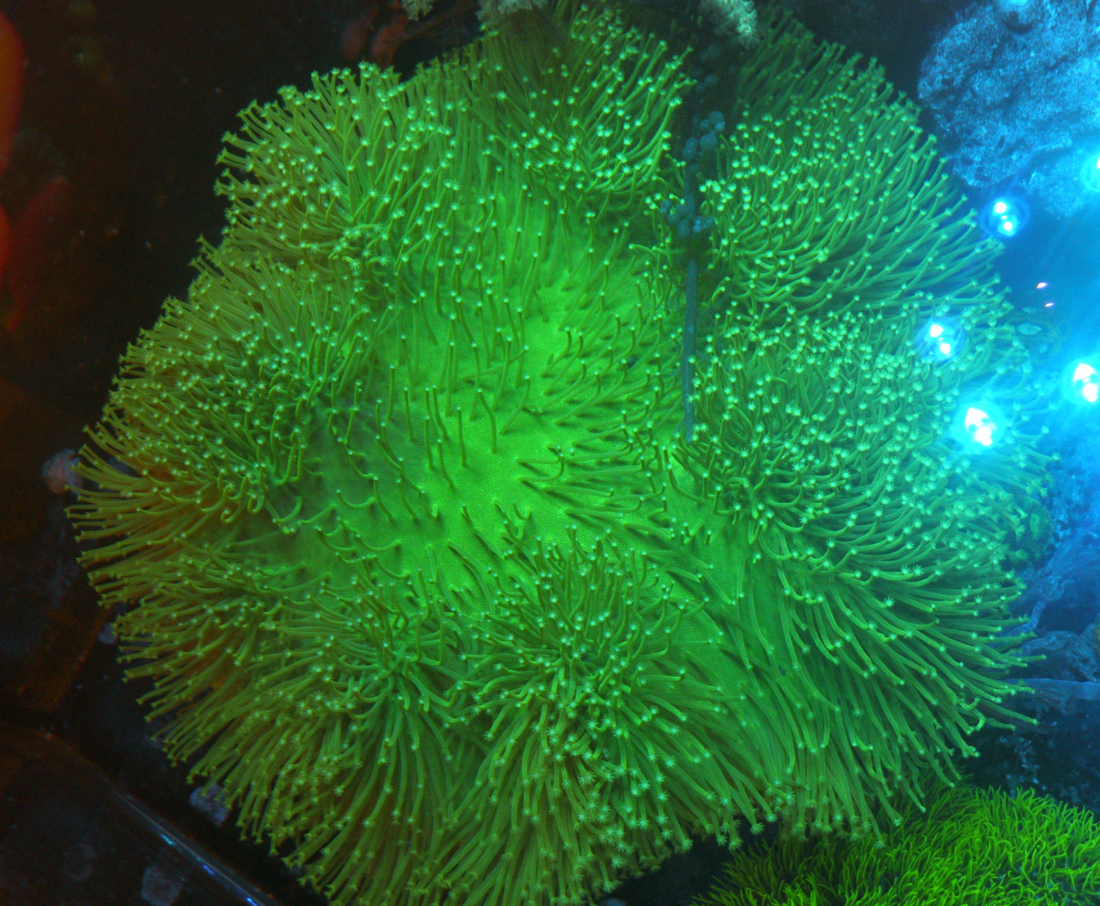 Radioactive Green Long Polyp Leather Coral Toadstool Reef Aquarium Fish Tank