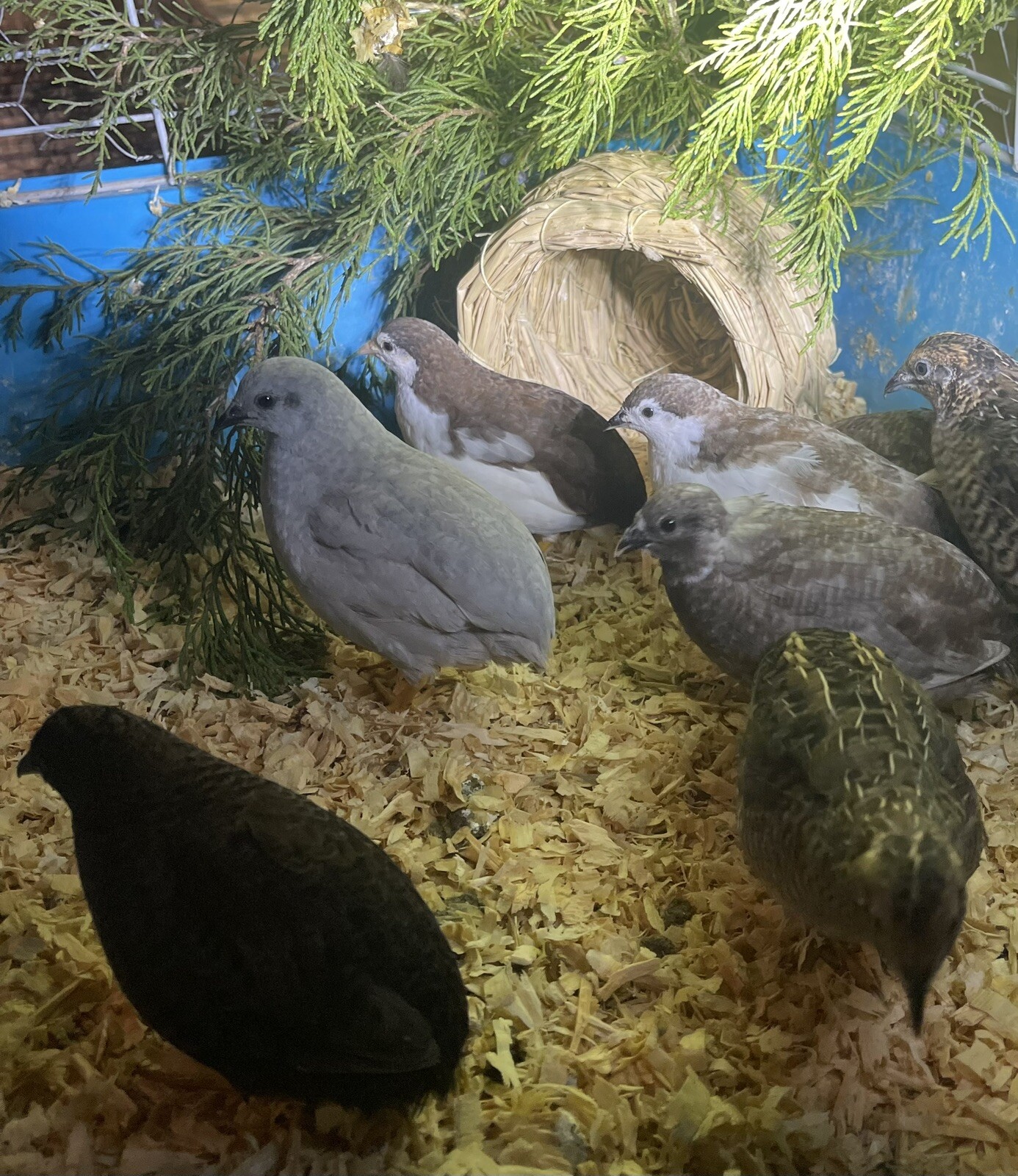 12 Exotic Rare Button Quail Hatching Eggs Colors
