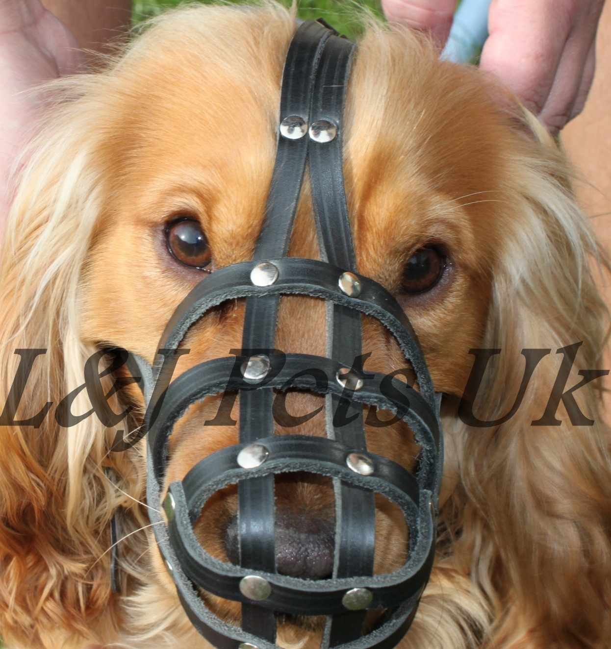 Light Leather dog Muzzle Continental Toy Spaniel Papillon & similar snouts ,3