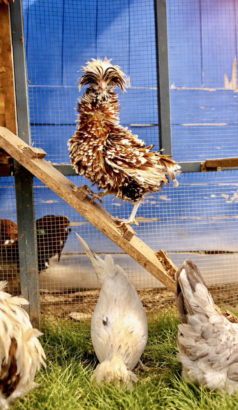 15+ Fertile Chicken Hatching Eggs