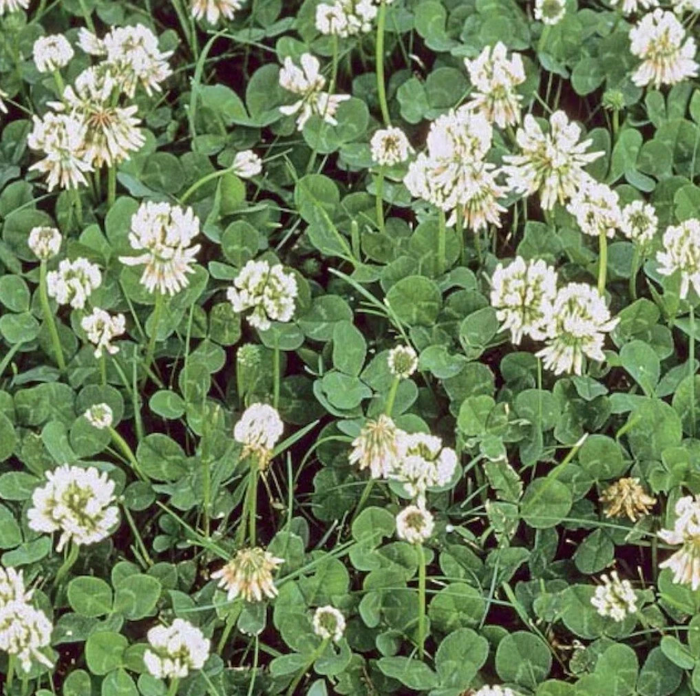 Bonide Chickweed, Clover and Oxalis Killer, 16 oz Concentrate, Controls Weeds