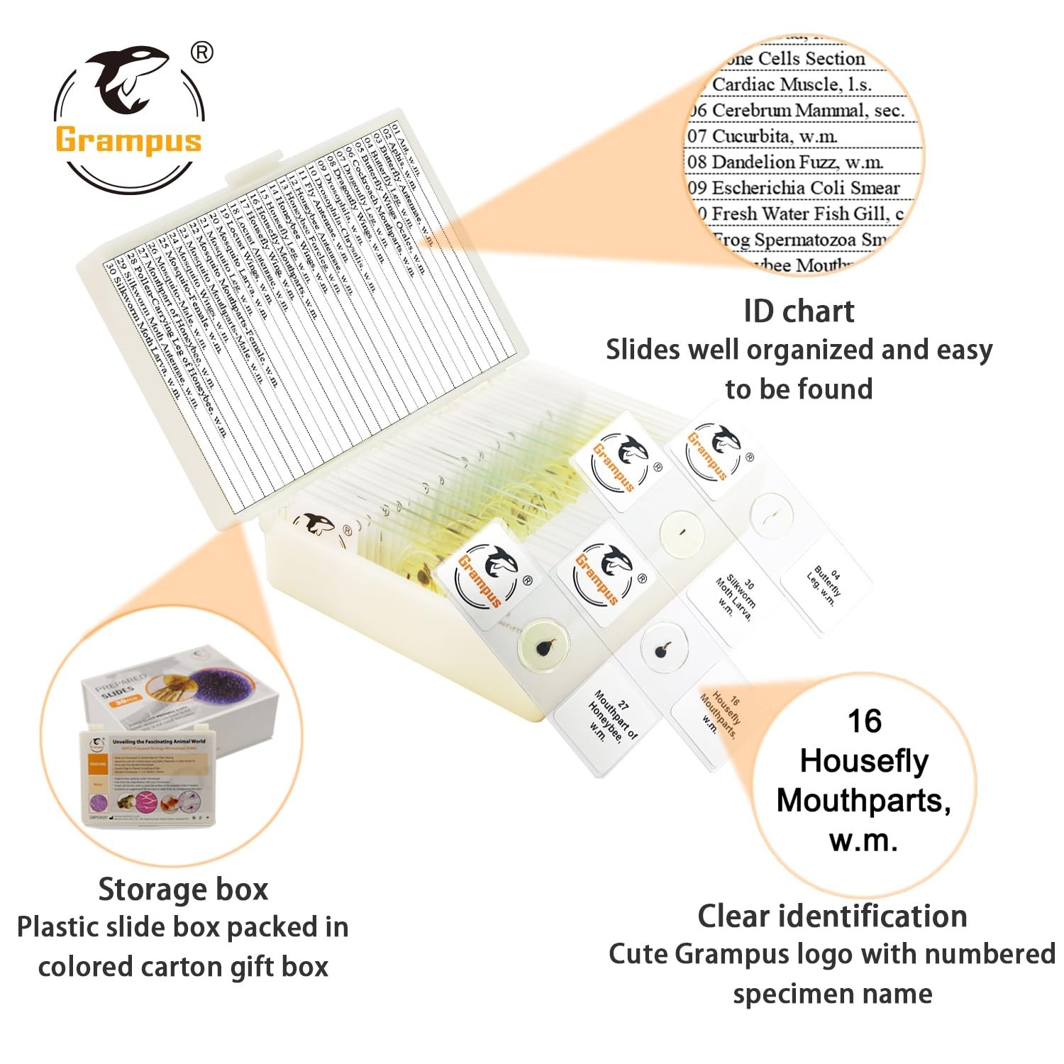 30pcs Optically Cleared Insect Microscope Slides - Safe for Kids and School Labs