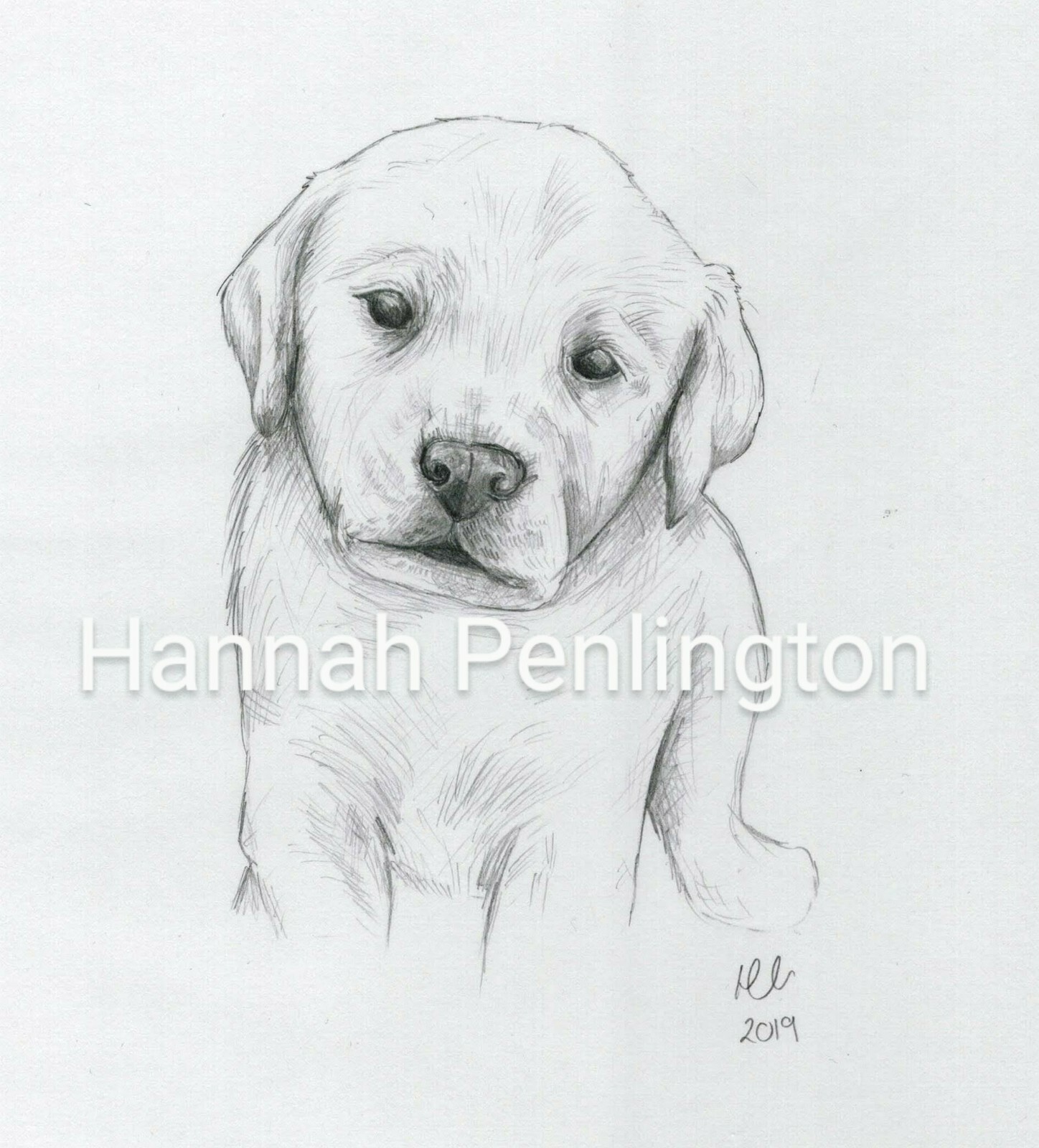 A4 Puppy Dog pet Portrait by Hannah Penlington, pencil drawing by artist,