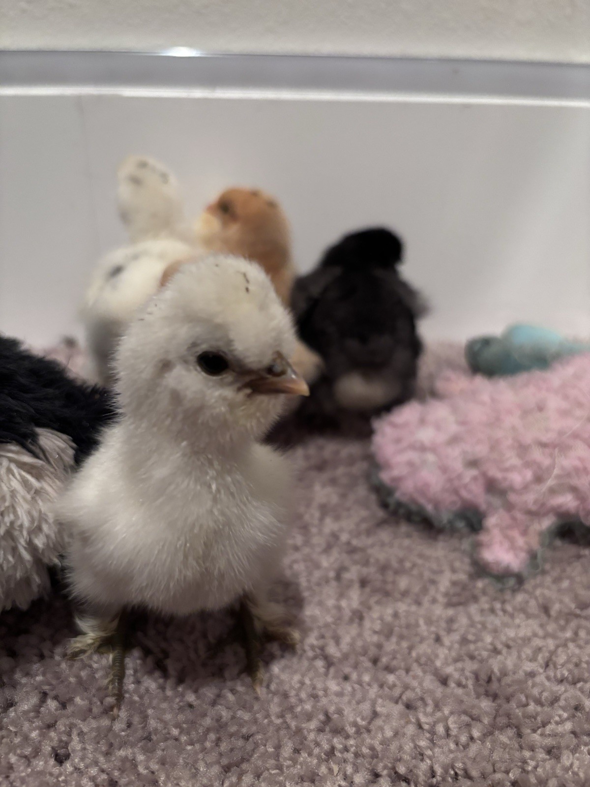 Bantam Mixed Breed Hatching Eggs from Serama Silkie Frizzle D’Uccle