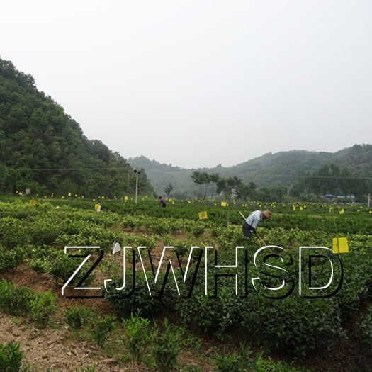 20pcs Yellow Sticky Insect Aphid Whitefly Thrip Gnat Fruitfly Leafminer Trap
