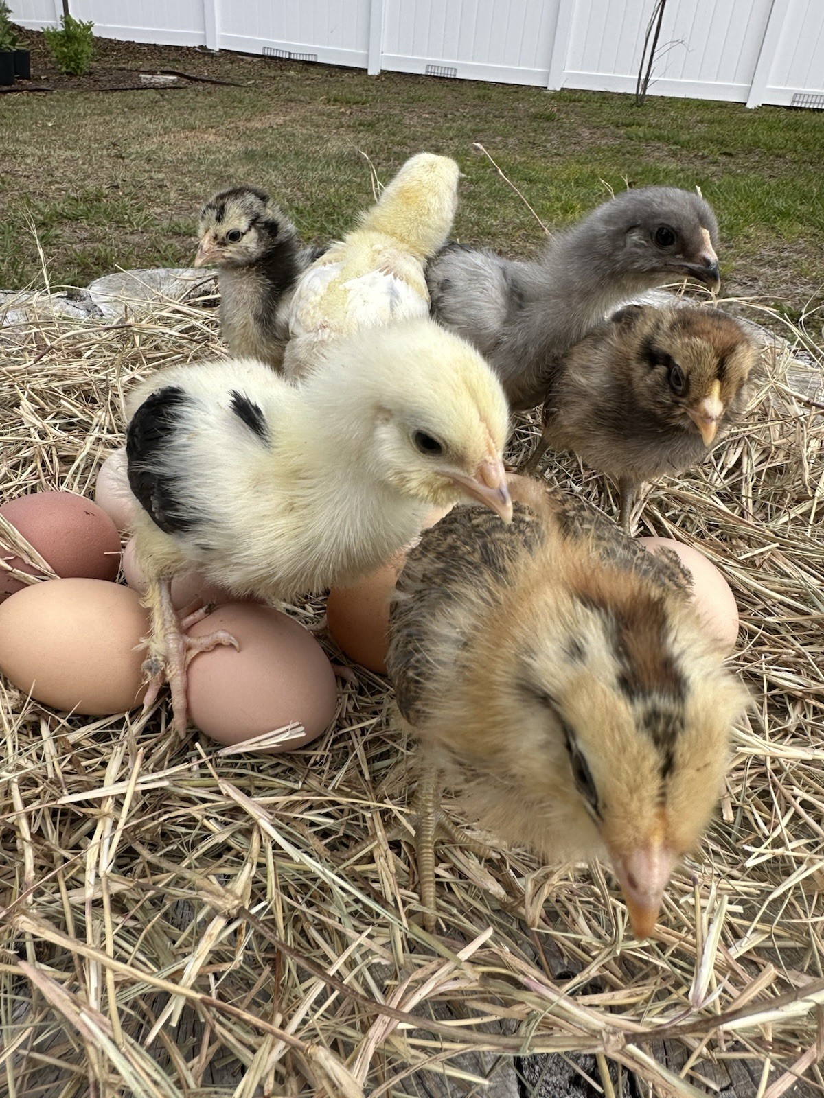 16+ Breeds Chicken Fertile Hatching Eggs,  (12) 🐣 fertilized hatching eggs