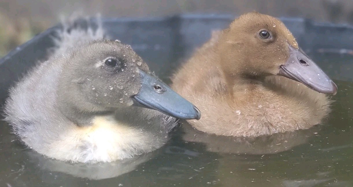 Fertile Duck Hatching Eggs Mixed Blue Or Black Swedish Or Khaki Campbell 6+