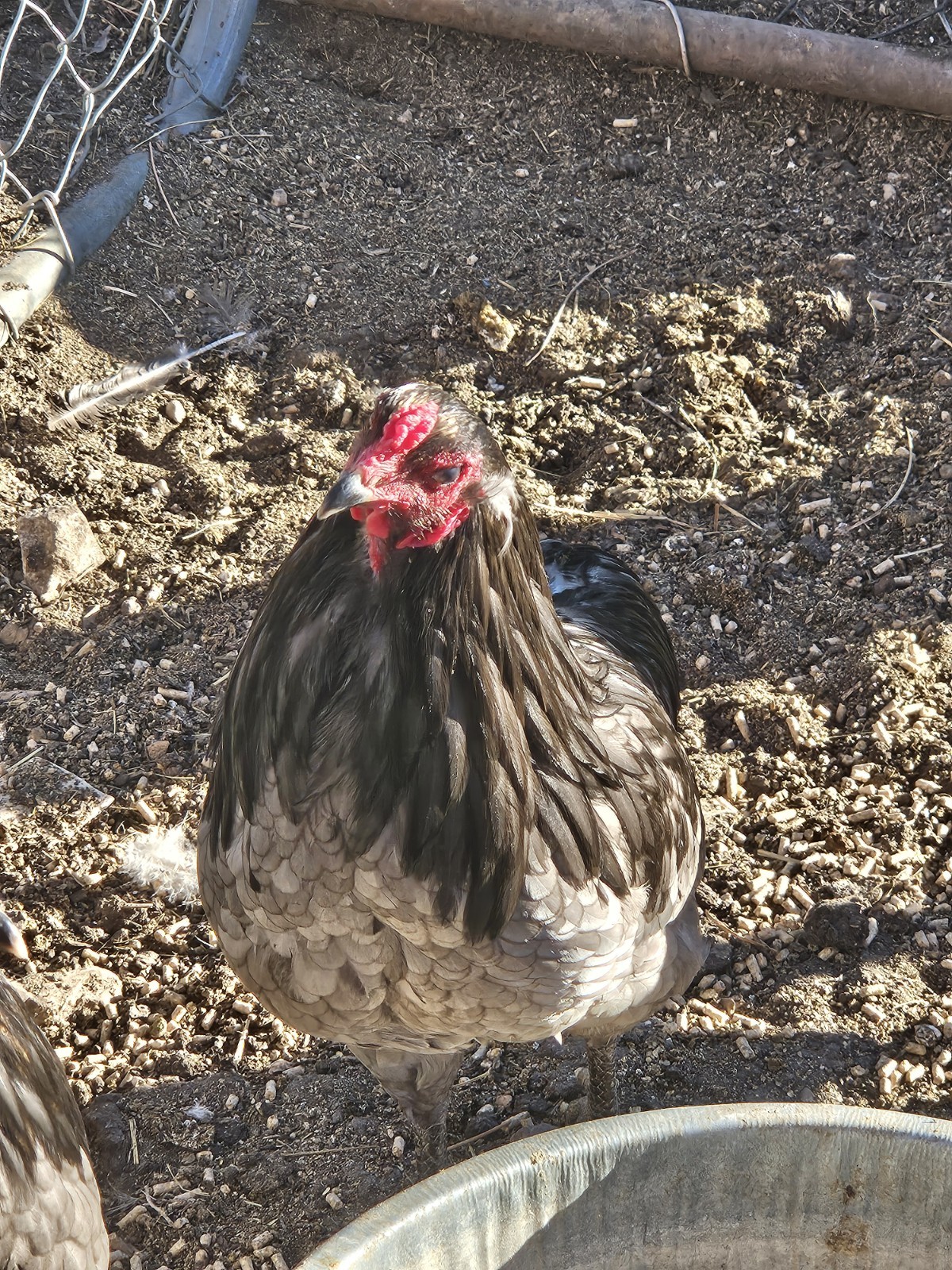 ARAUCANA FERTILE EGGS 12 + Standard size BLUE BLACK SPLASH
