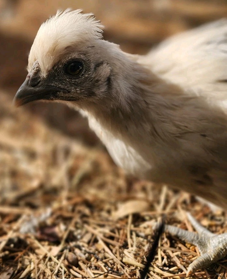 12+ bantam/easter egger cross, possible purebreeds!!