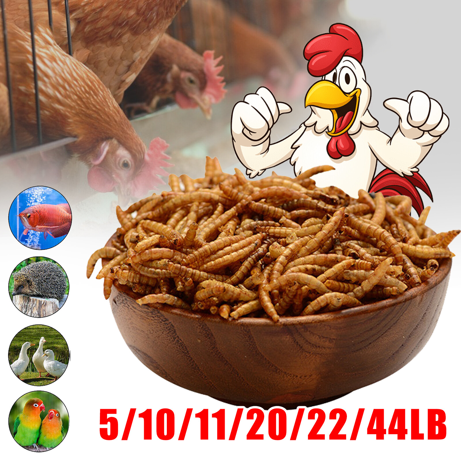 Lot of Dried Mealworms High Protein Bulk Sale Non-GMO Food For Chicken,Bird,Duck