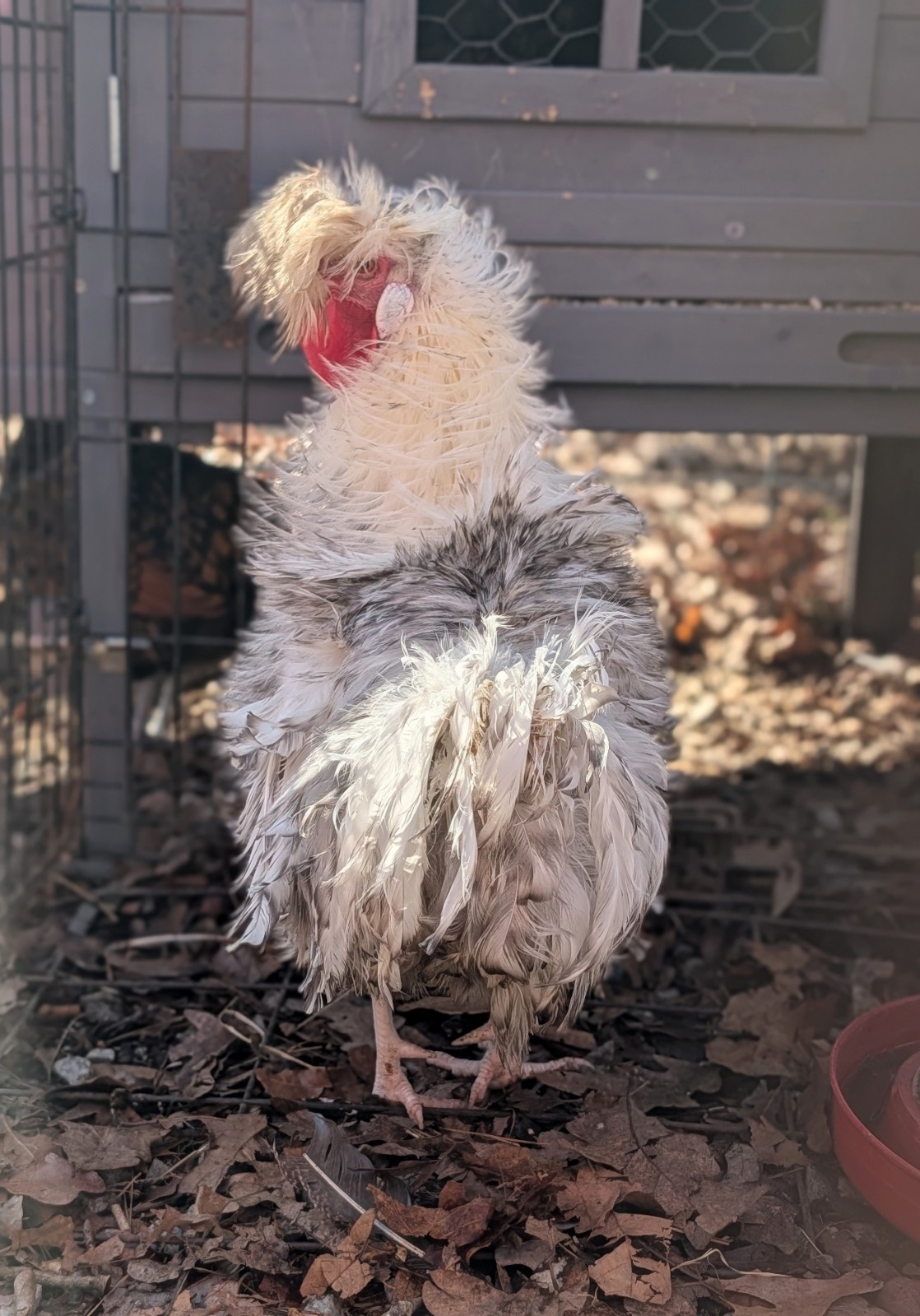 Rare Chicken Fertile Hatching Eggs Mystery Box (10+)