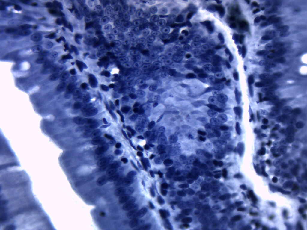 Cellular Organelle: Mitochondria - Prepared Slide - 75x25mm - Eisco Labs