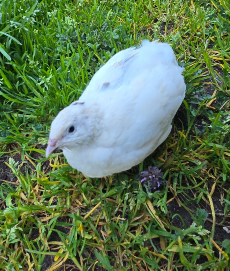Variety Coturnix Quail Hatching Eggs