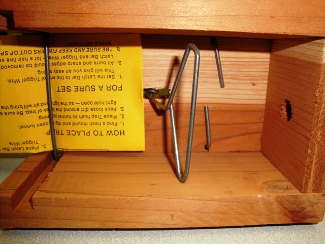 Death Klutch Wood Gopher Trap - Model DK-2 for Trapping Gopher Pests Control