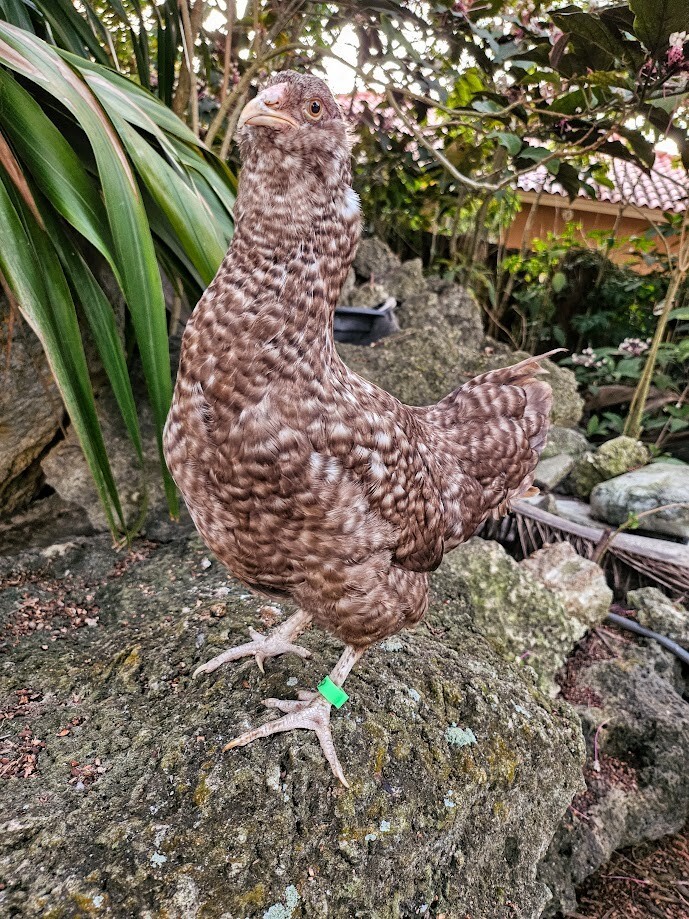 6 Chocolate Cuckoo Ameraucana Hatching Eggs - Half Dozen Shipped in Foam!