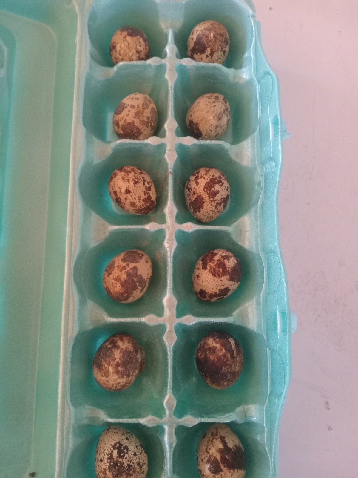 12 Egyptian Gold Coturnix Quail Hatching Eggs.
