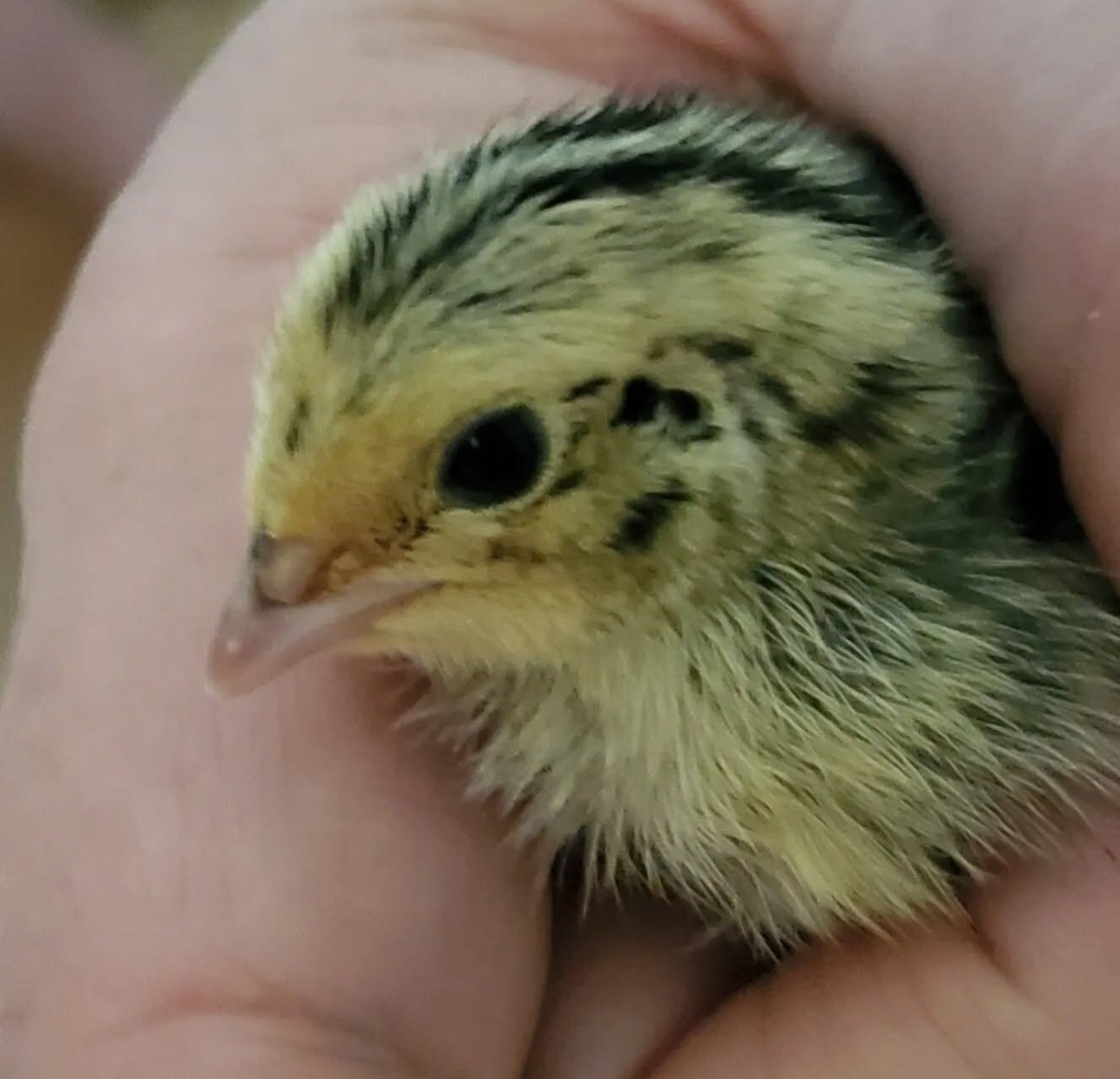 4 Fresh Celadon Quail Fertile Hatching Eggs Shipped Securely