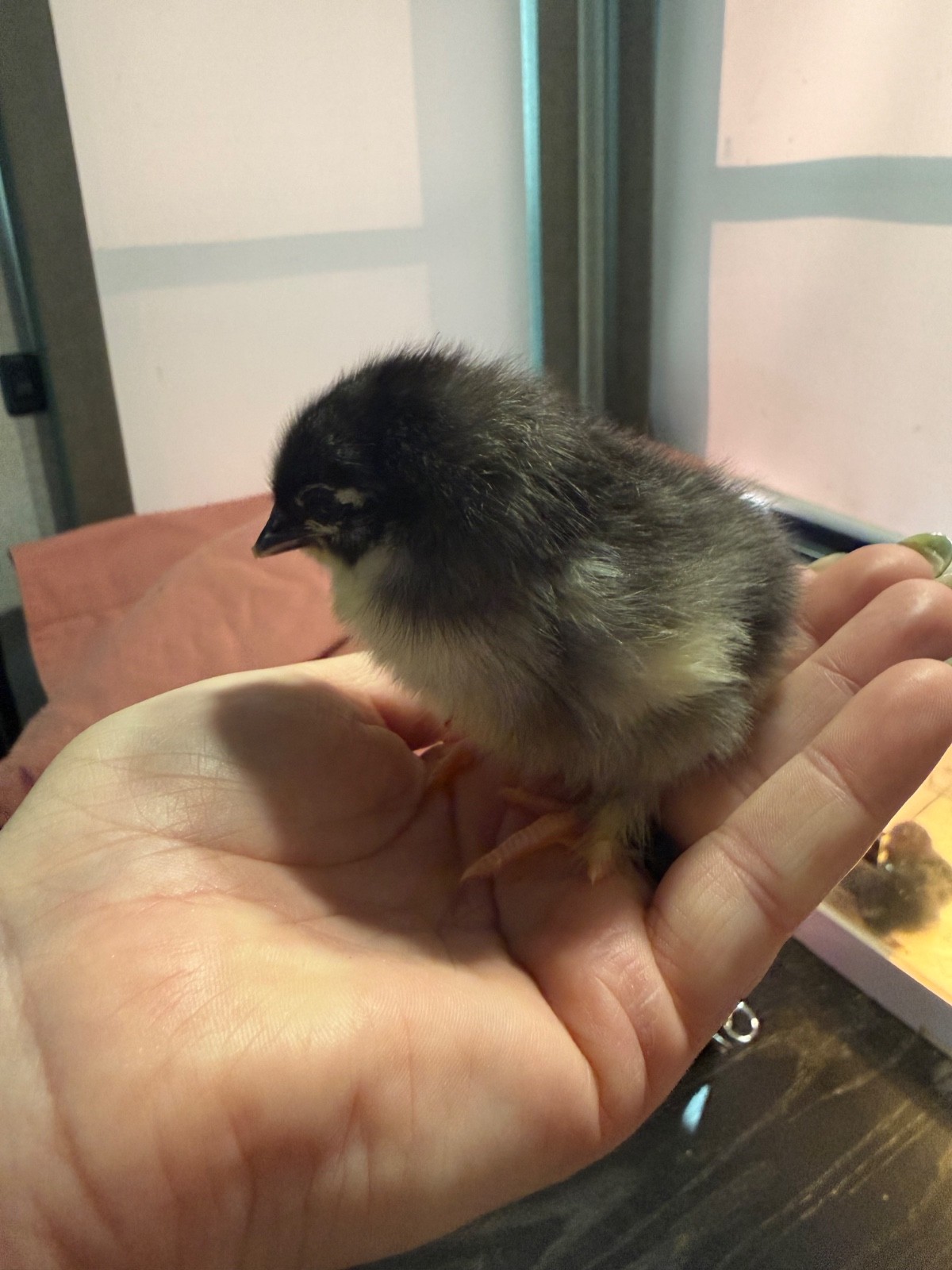 NPIP 12+ black copper maran eggs (6-8 range)