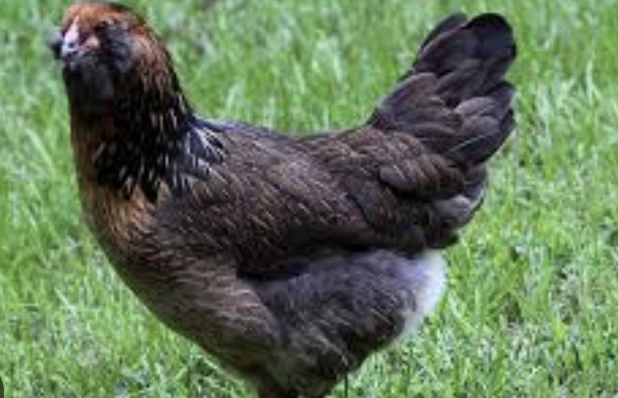 12 Ameraucana Easter Eggers Beautiful Unique Multi Colored Hatching Eggs NPIP